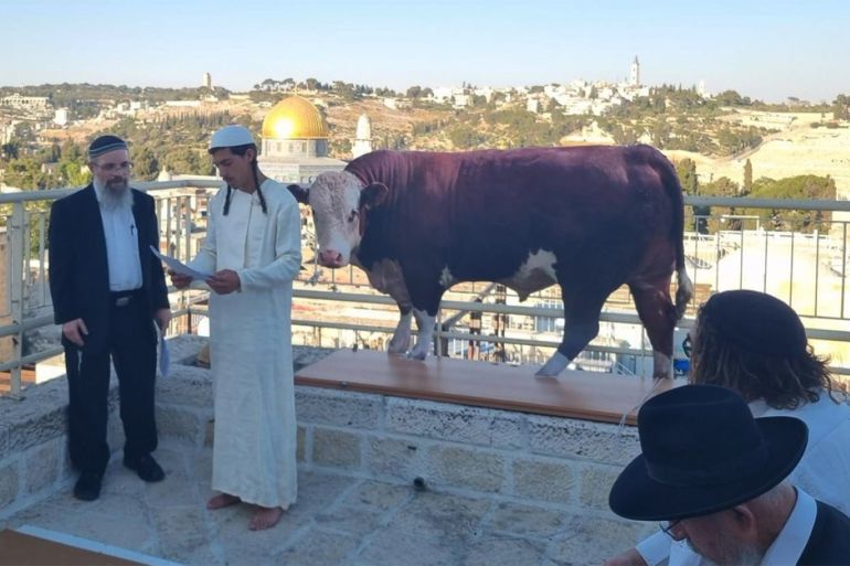 السفير الأميركي في إسرائيل يزور البقرات الحمراوات بمستوطنة بالضفة 1 Religious Israeli settlers practise the red heifer ritual with a cutout cow in front of Al-Aqsa Mosque in Jerusalem (X)