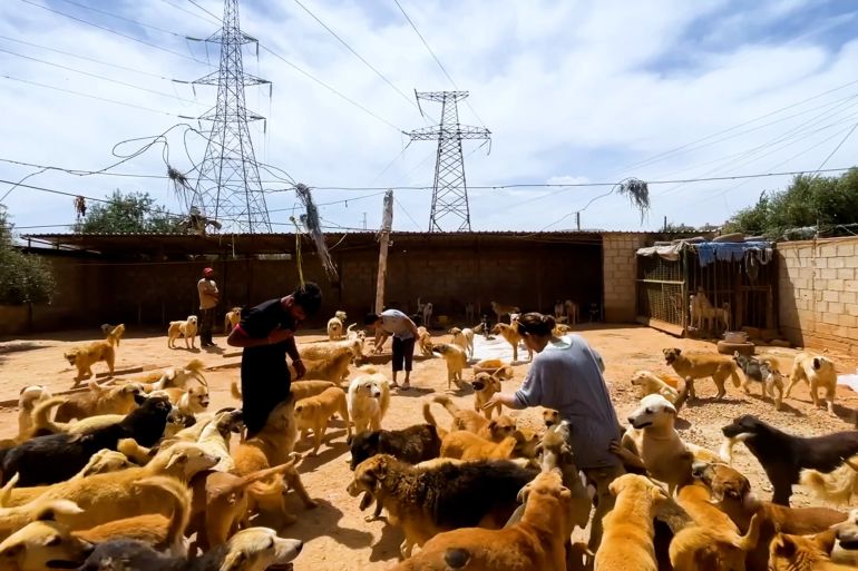 في بلد أنهكته الحرب.. سورية تؤوي آلاف الحيوانات المشردة بدمشق 1 ناشطة تؤوي آلاف الحيوانات المشردة بدمشق