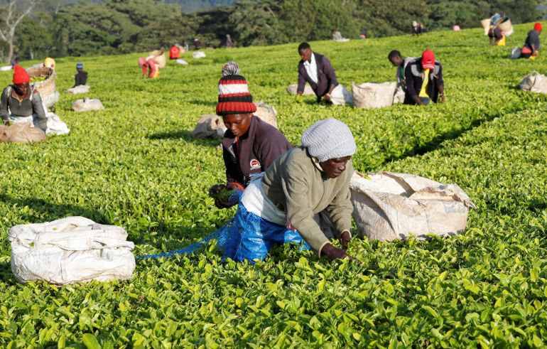 السودانيون في كينيا.. محاولة اندماج لا تخلو من صعوبات 6 Members of the Kimasas cooperative society, accused by Eastern Produce Kenya (EPK) of invading the Sitoi Tea Estate causing substantial financial losses to the company, pluck tea leaves at a plantation in Mosine village of Nandi County, Kenya, January 22, 2025. REUTERS/Monicah Mwangi